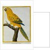 Print of a Yellow Parrot from the Natural History of Birds by George Louis Leclerc