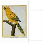 Print of a Yellow Parrot from the Natural History of Birds by George Louis Leclerc