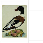 A Sheldrake by Reverend Christopher Atkinson