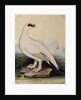 A Ptarmigan by Christopher Atkinson