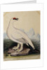 A Ptarmigan by Christopher Atkinson
