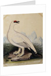 A Ptarmigan by Christopher Atkinson