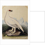A Ptarmigan by Christopher Atkinson