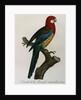 Variety of Multicolored Parrot by Jacques Barraband