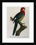 Variety of Multicolored Parrot by Jacques Barraband