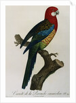 Variety of Multicolored Parrot by Jacques Barraband