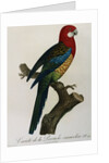 Variety of Multicolored Parrot by Jacques Barraband