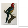 Variety of Multicolored Parrot by Jacques Barraband