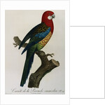 Variety of Multicolored Parrot by Jacques Barraband