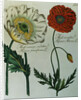 Print of Poppies from A Collection Worthy of Curiosity from the Realm of Plants by Anonymous
