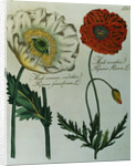 Print of Poppies from A Collection Worthy of Curiosity from the Realm of Plants by Anonymous