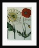Print of Poppies from A Collection Worthy of Curiosity from the Realm of Plants by Anonymous