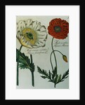 Print of Poppies from A Collection Worthy of Curiosity from the Realm of Plants by Anonymous