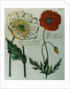 Print of Poppies from A Collection Worthy of Curiosity from the Realm of Plants by Anonymous