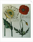 Print of Poppies from A Collection Worthy of Curiosity from the Realm of Plants by Anonymous