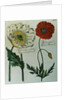 Print of Poppies from A Collection Worthy of Curiosity from the Realm of Plants by Anonymous