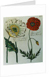 Print of Poppies from A Collection Worthy of Curiosity from the Realm of Plants by Anonymous