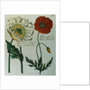 Print of Poppies from A Collection Worthy of Curiosity from the Realm of Plants by Anonymous