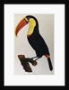 Print of a Toucan by Anonymous