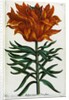 Botanical Print Florilegium Renovatum et Auctum by Anonymous