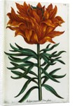 Botanical Print Florilegium Renovatum et Auctum by Anonymous
