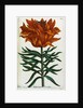 Botanical Print Florilegium Renovatum et Auctum by Anonymous