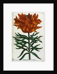 Botanical Print Florilegium Renovatum et Auctum by Anonymous