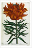 Botanical Print Florilegium Renovatum et Auctum by Anonymous