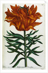 Botanical Print Florilegium Renovatum et Auctum by Anonymous