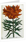 Botanical Print Florilegium Renovatum et Auctum by Anonymous
