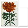 Botanical Print Florilegium Renovatum et Auctum by Anonymous
