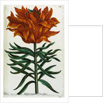 Botanical Print Florilegium Renovatum et Auctum by Anonymous