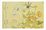 Illustration from A Picture Book of Selected Insects (Butterflies and Flowers) by Utamaro