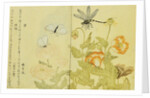 Illustration from A Picture Book of Selected Insects (Butterflies and Flowers) by Utamaro