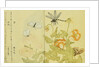 Illustration from A Picture Book of Selected Insects (Butterflies and Flowers) by Utamaro