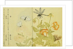 Illustration from A Picture Book of Selected Insects (Butterflies and Flowers) by Utamaro