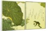 Illustration from A Picture Book of Selected Insects (Frog and Lilypad) by Utamaro