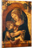 Madonna and Child by Carlo Crivelli