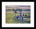 The Pea Harvest by Camille Pissarro