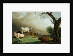 Painting of Cattle in a Field by Paulus Potter