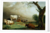 Painting of Cattle in a Field by Paulus Potter