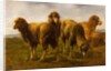 Sheep Grazing in a Meadow by Rosa Bonheur