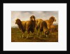 Sheep Grazing in a Meadow by Rosa Bonheur