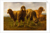 Sheep Grazing in a Meadow by Rosa Bonheur