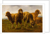Sheep Grazing in a Meadow by Rosa Bonheur