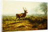 The Stag, Effect of the Morning by Rosa Bonheur