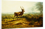 The Stag, Effect of the Morning by Rosa Bonheur