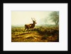 The Stag, Effect of the Morning by Rosa Bonheur