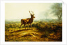 The Stag, Effect of the Morning by Rosa Bonheur