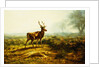The Stag, Effect of the Morning by Rosa Bonheur
